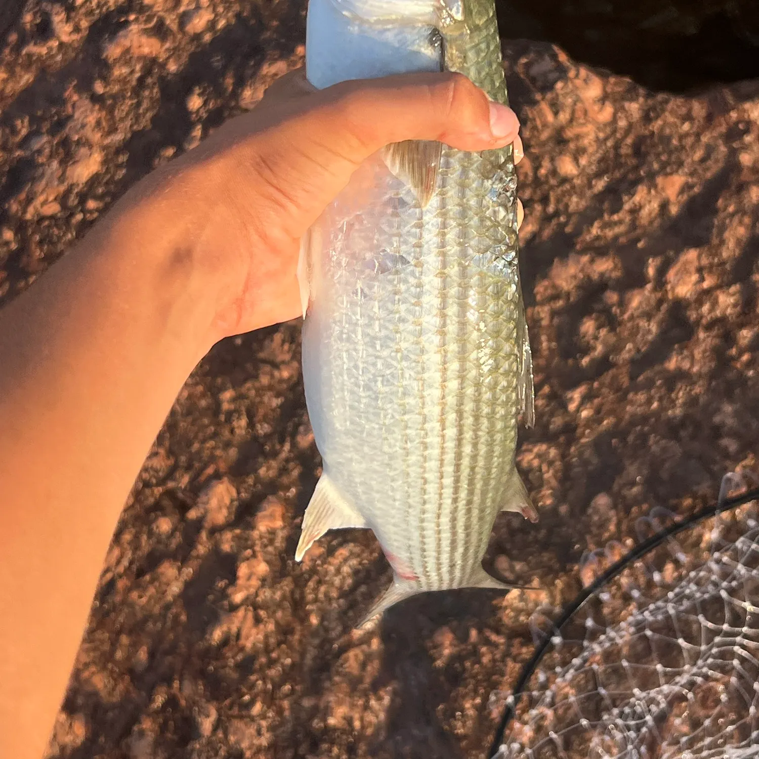 The most recent Thicklip grey mullet catches on Fishbrain