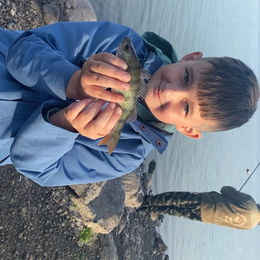 European perch caught on Fishbrain