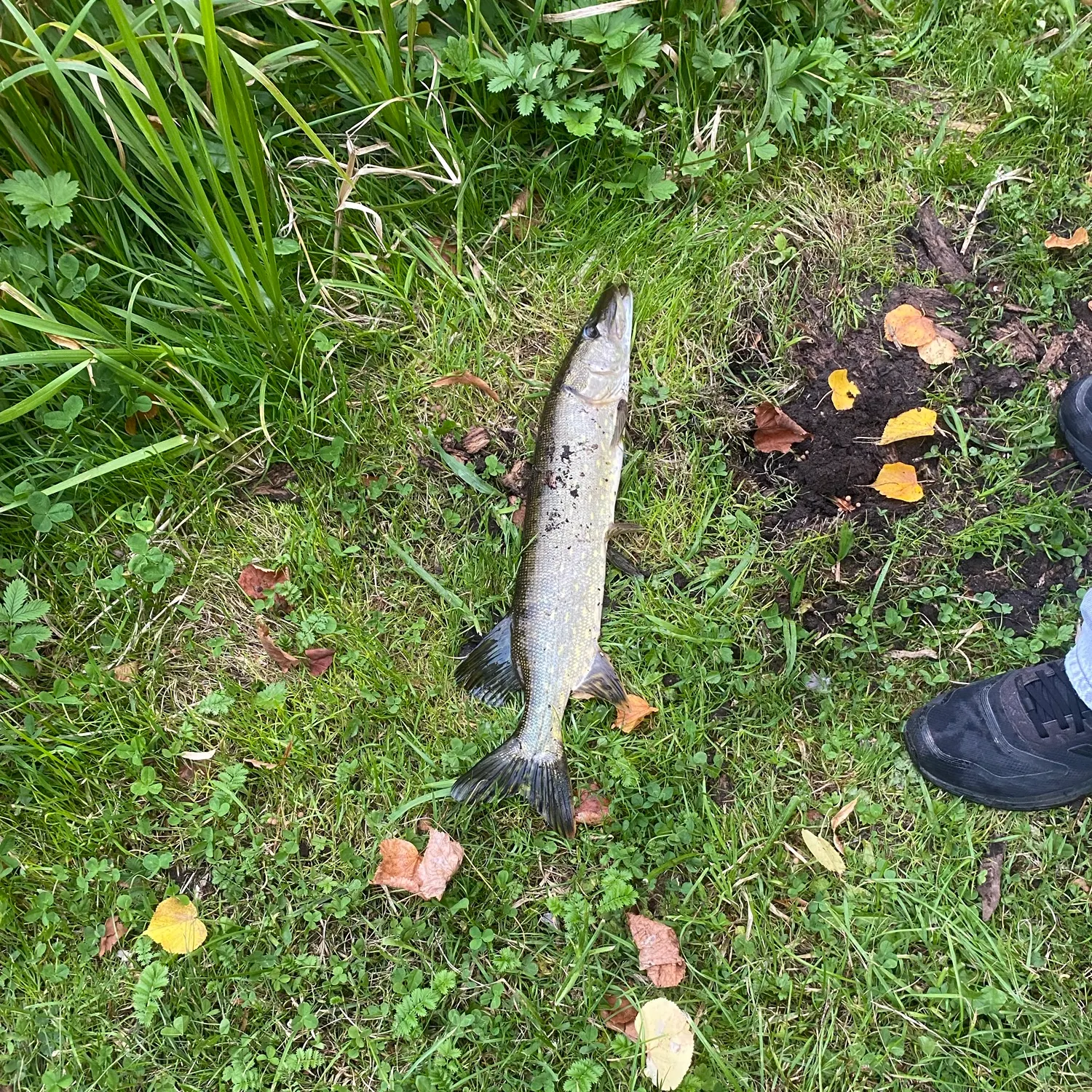 Northern pike caught on Fishbrain