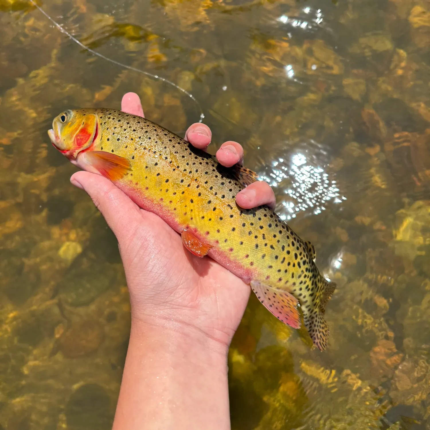 The most recent Cutthroat trout catches on Fishbrain
