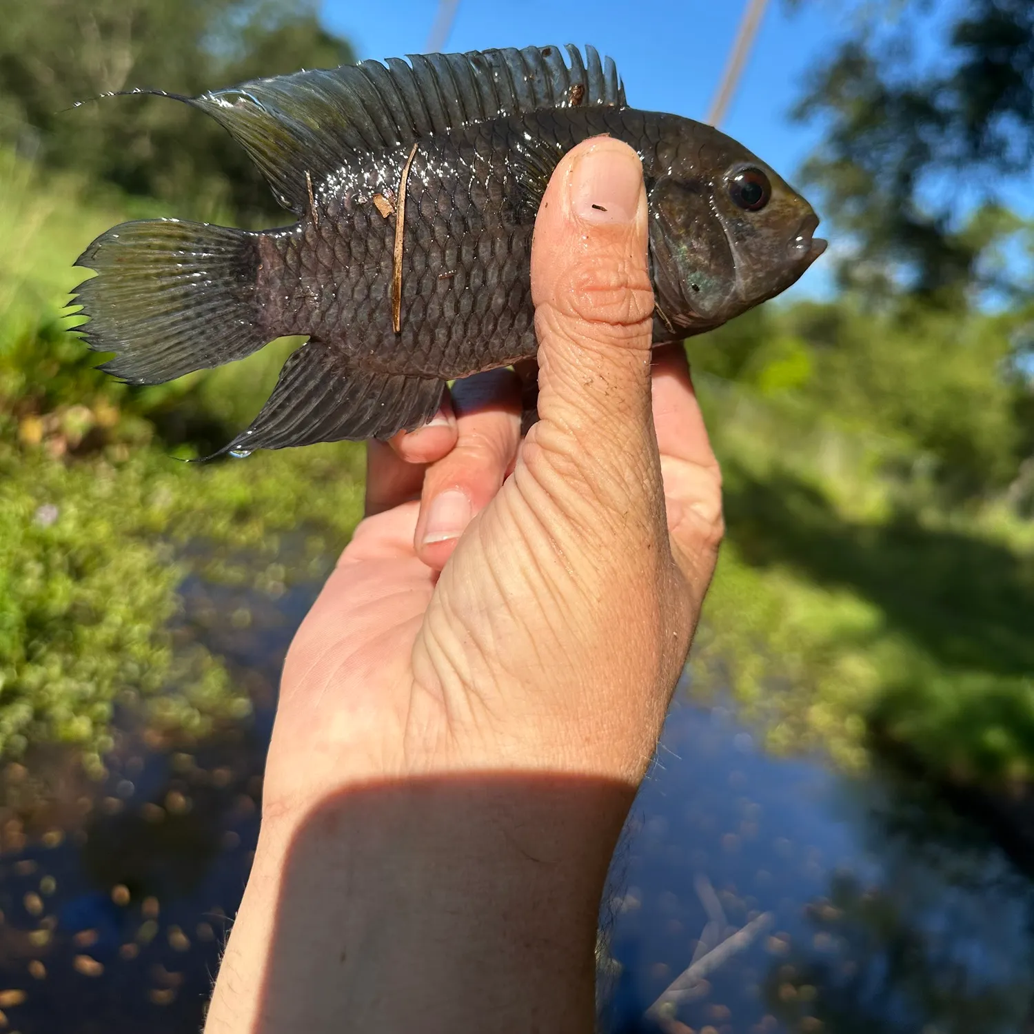 The most recent Black acara catches on Fishbrain
