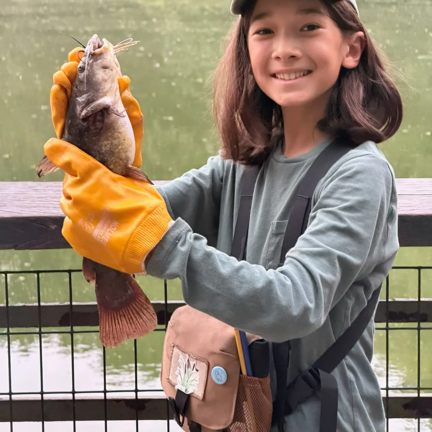 Yellow bullhead caught on Fishbrain
