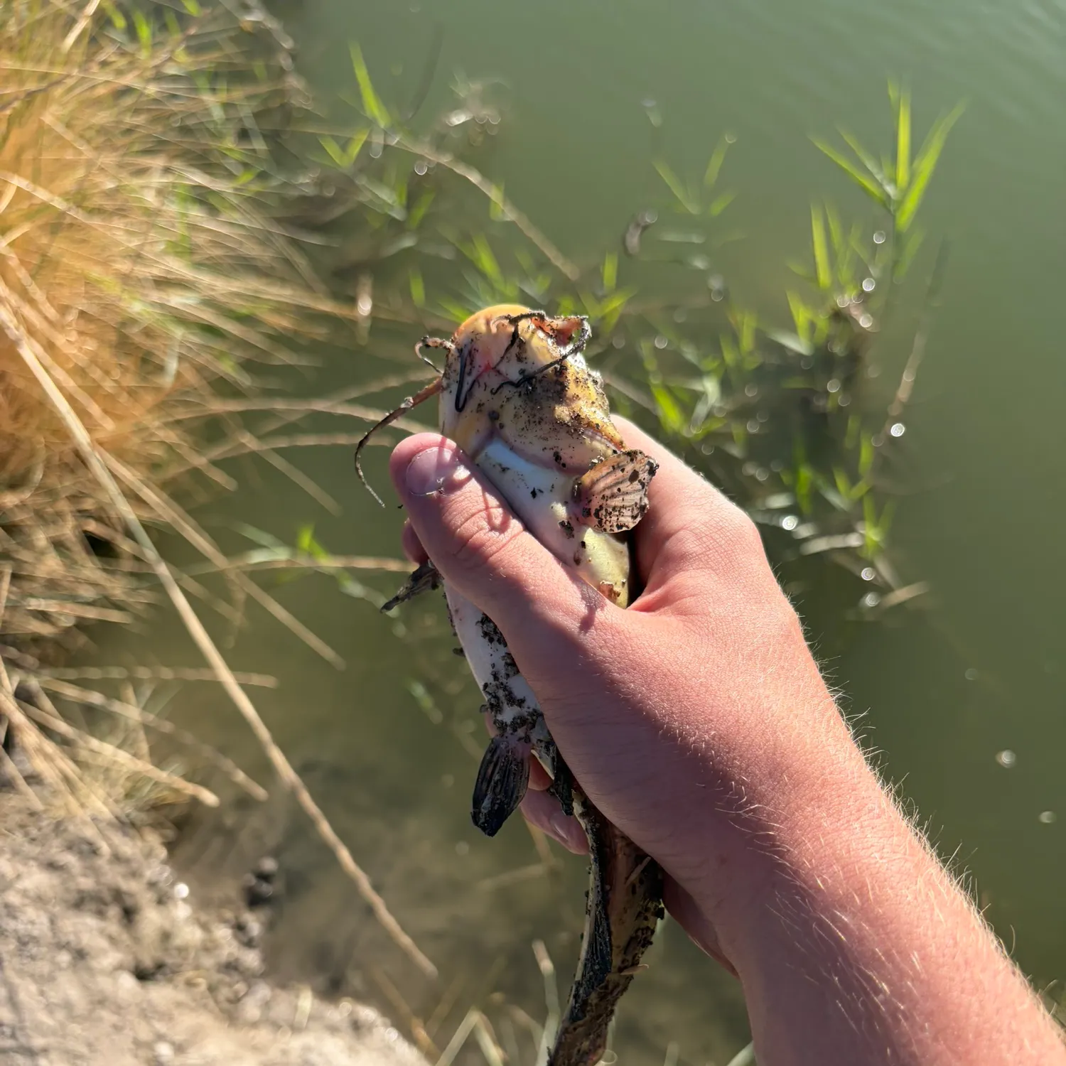 Black bullhead caught on Fishbrain