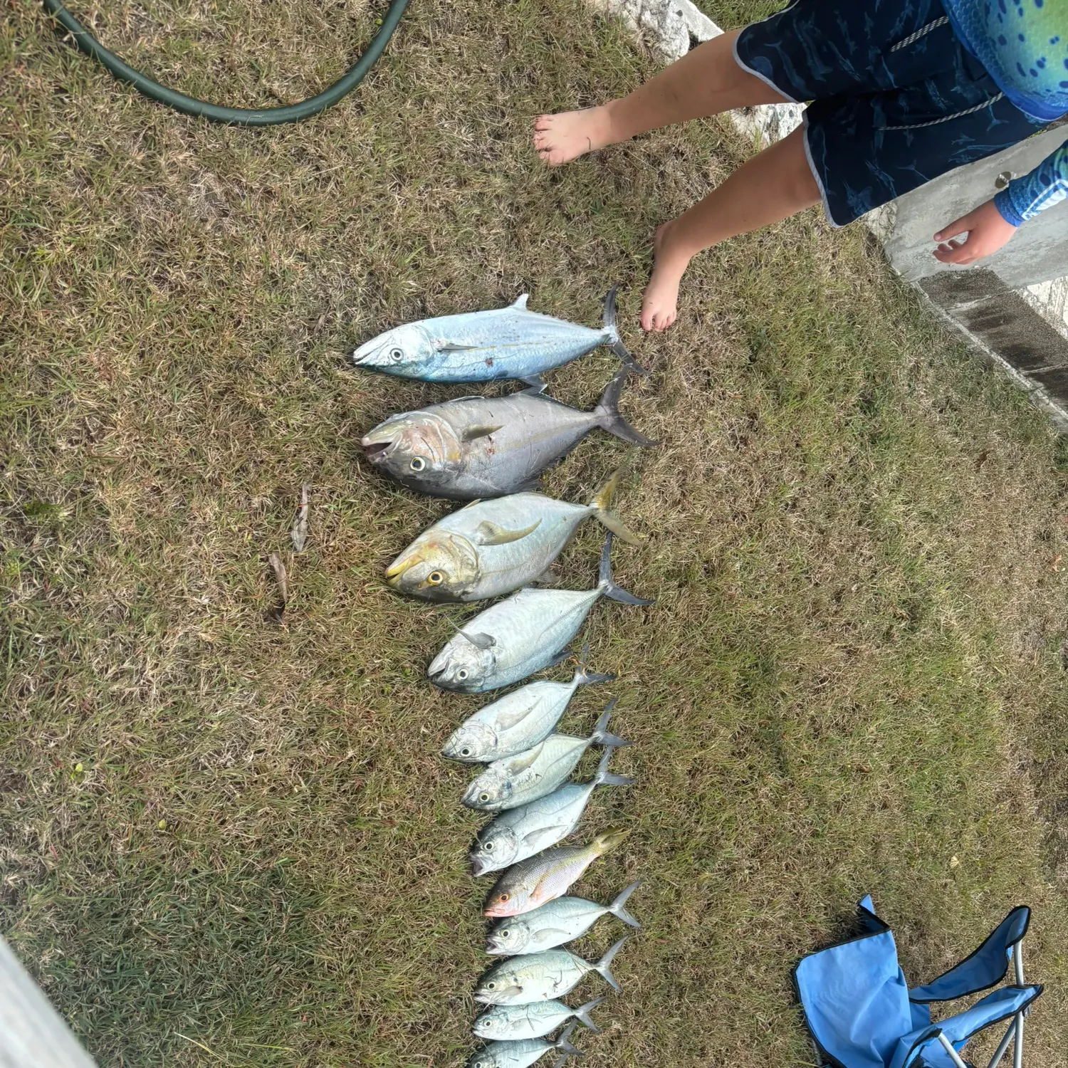 The most recent Greater amberjack catches on Fishbrain