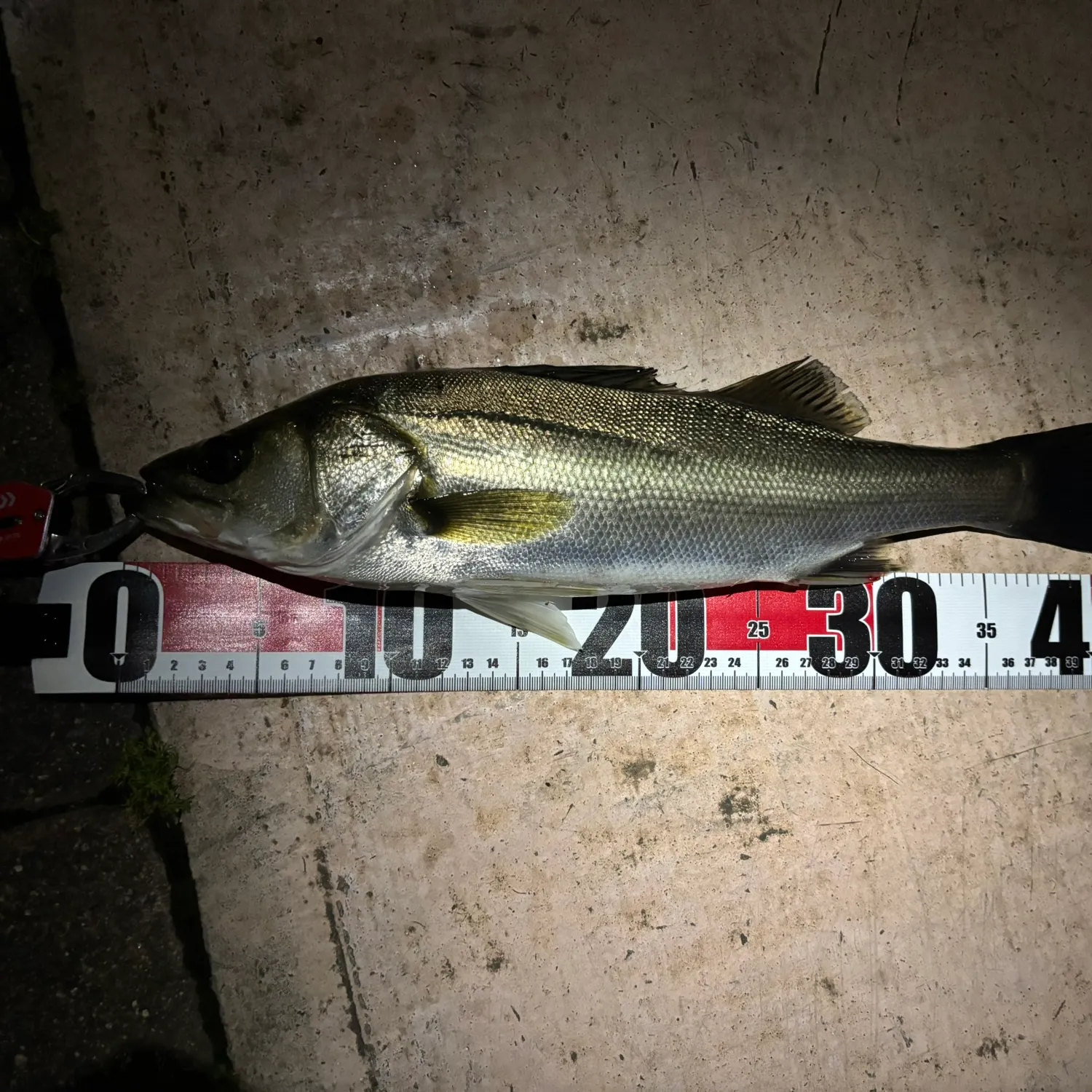 The most recent Japanese seabass catches on Fishbrain