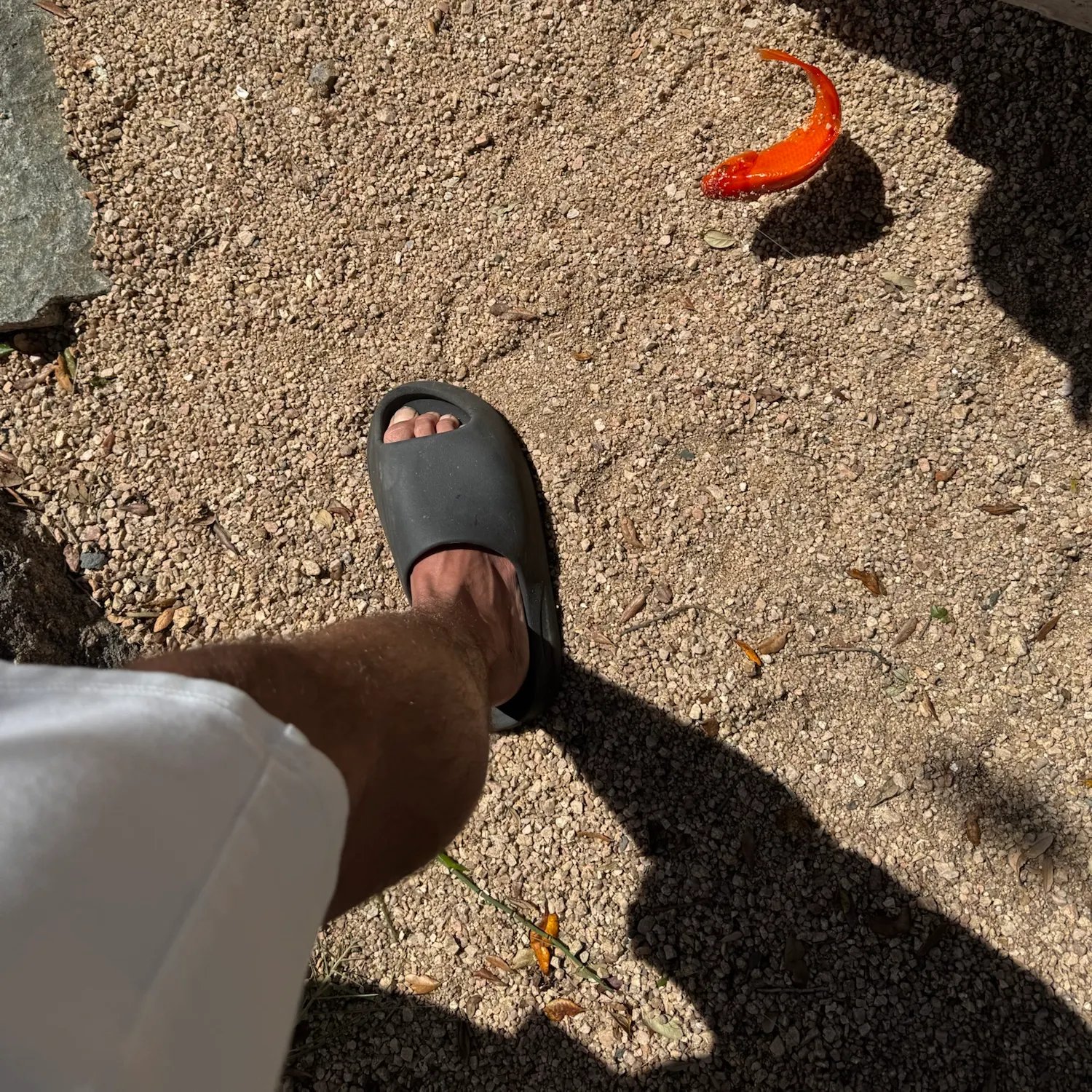 Goldfish caught on Fishbrain