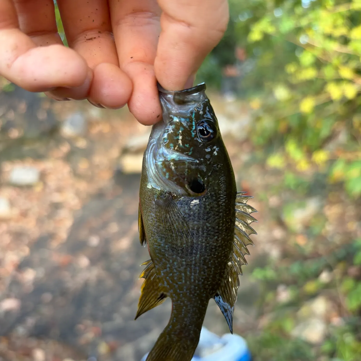 Green sunfish caught on Fishbrain