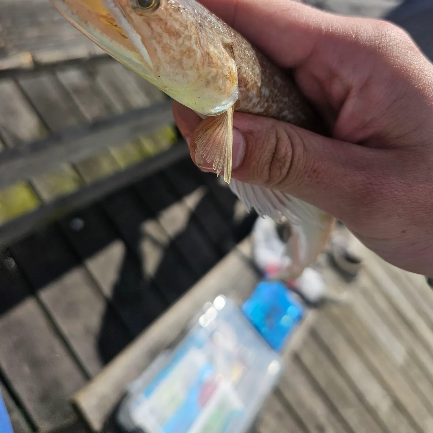 most liked catch image