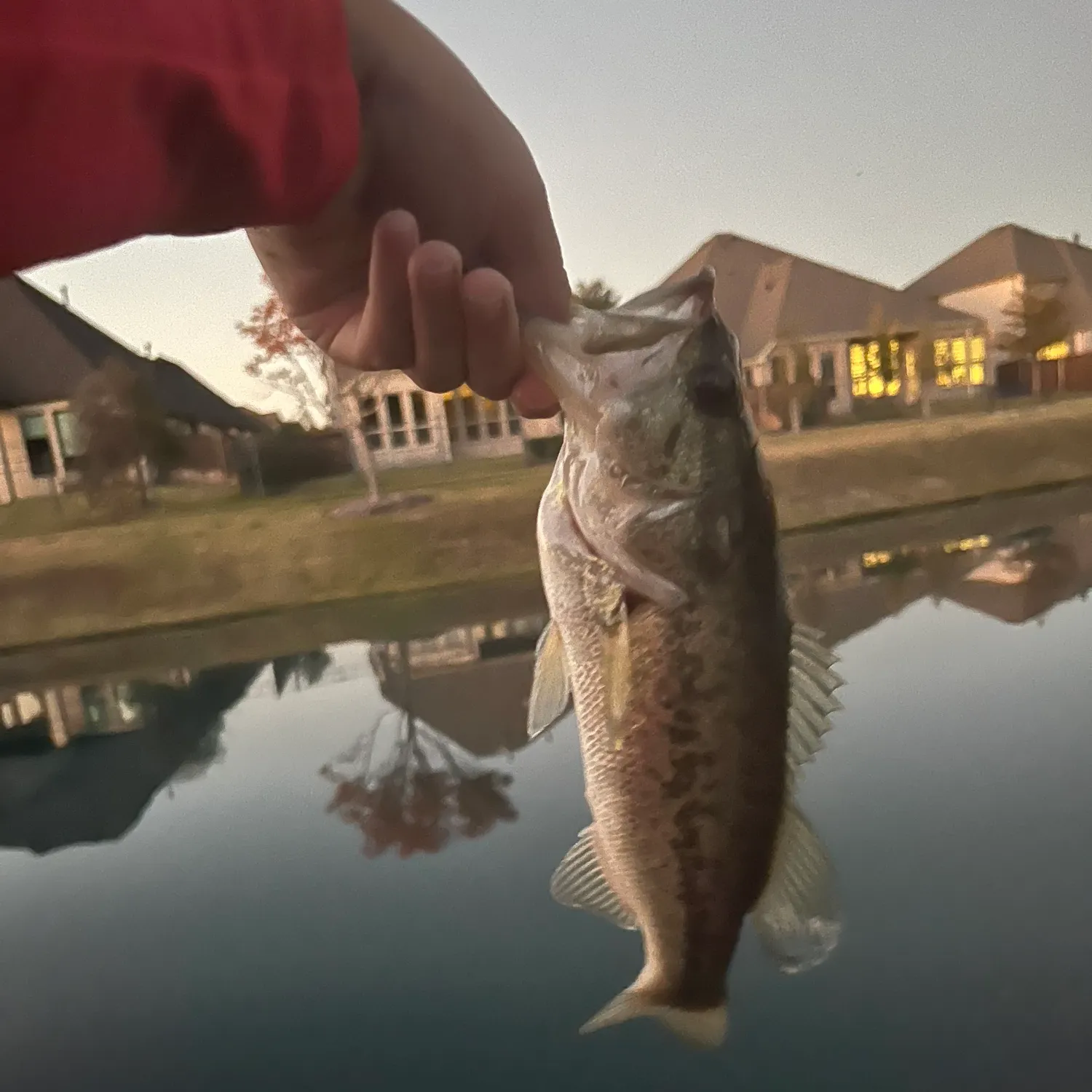 The most recent Largemouth bass catches on Fishbrain