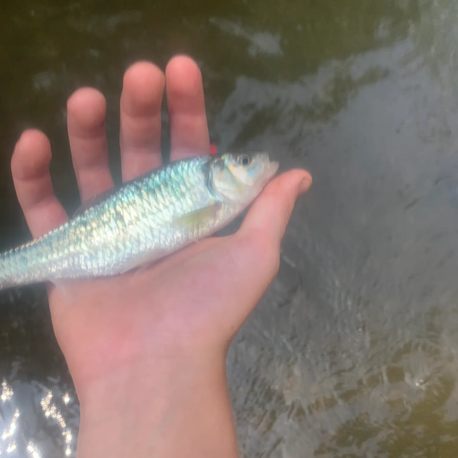 The most recent Striped shiner catches on Fishbrain