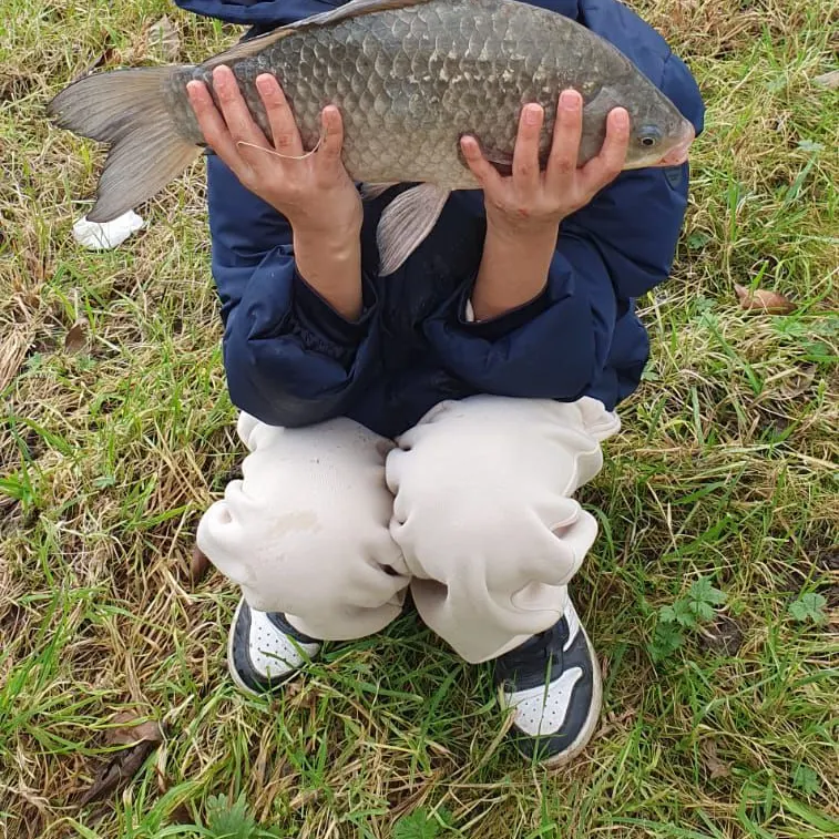The most recent Prussian carp catches on Fishbrain