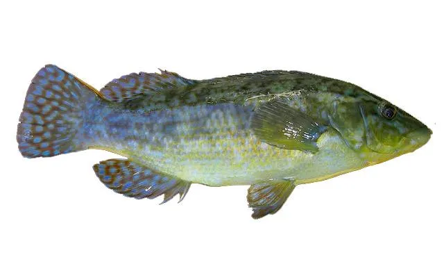 Ballan wrasse