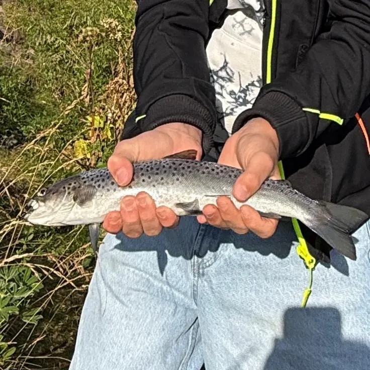 Sea trout caught on Fishbrain