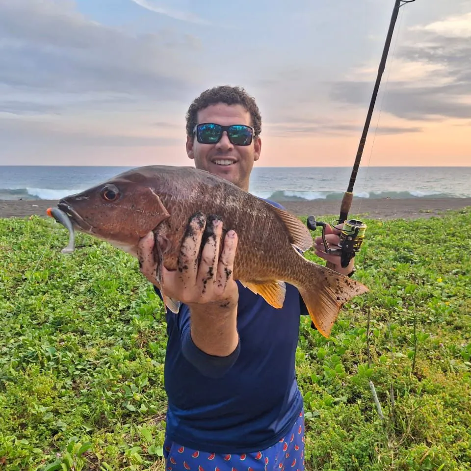 The most recent Pacific cubera snapper catches on Fishbrain