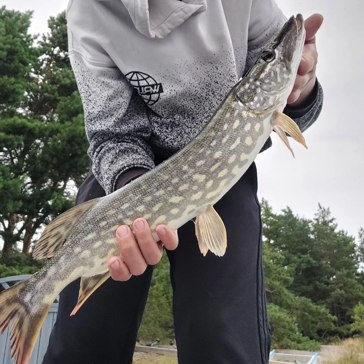 Northern pike caught on Fishbrain
