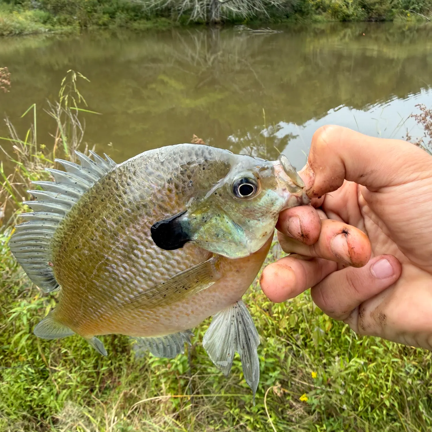Bluegill caught on Fishbrain
