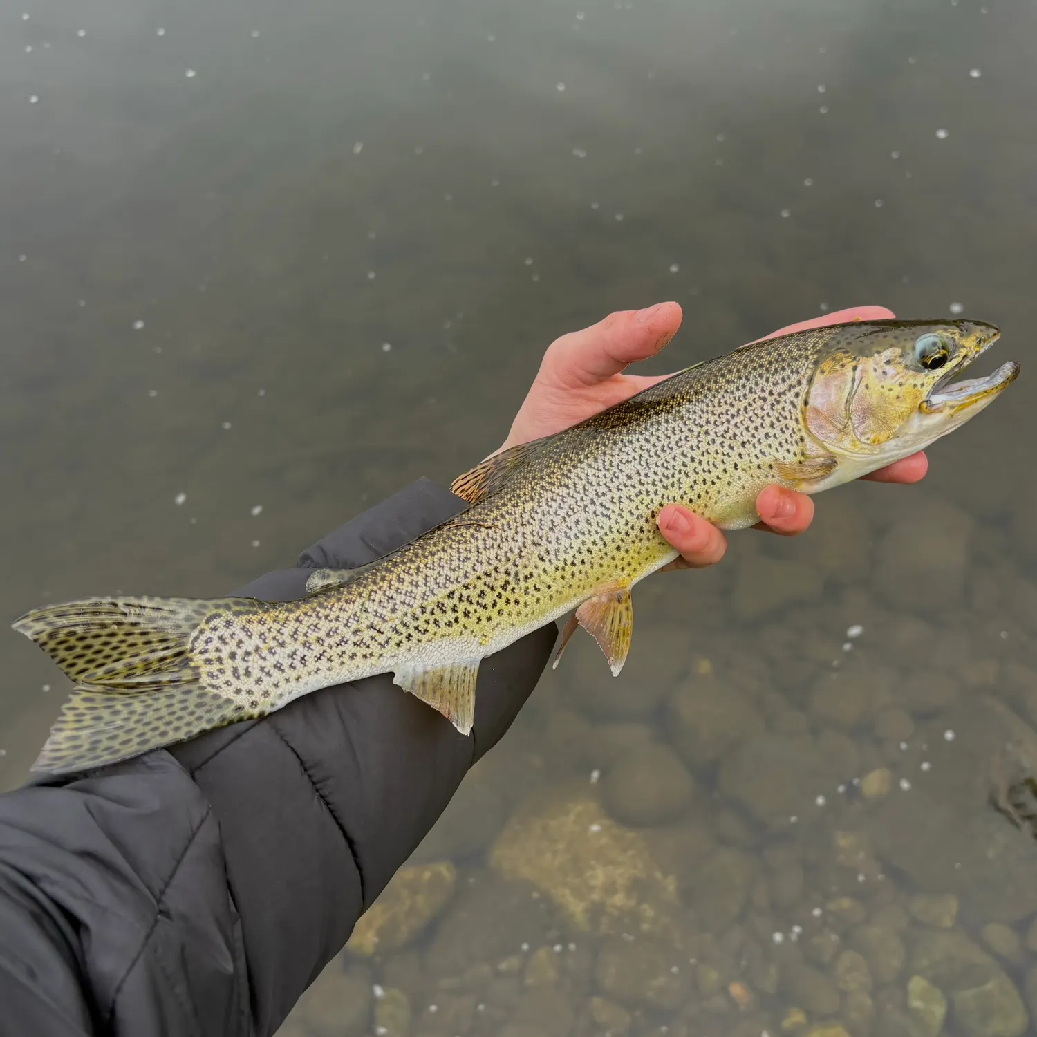 The most recent Coastal cutthroat trout catches on Fishbrain