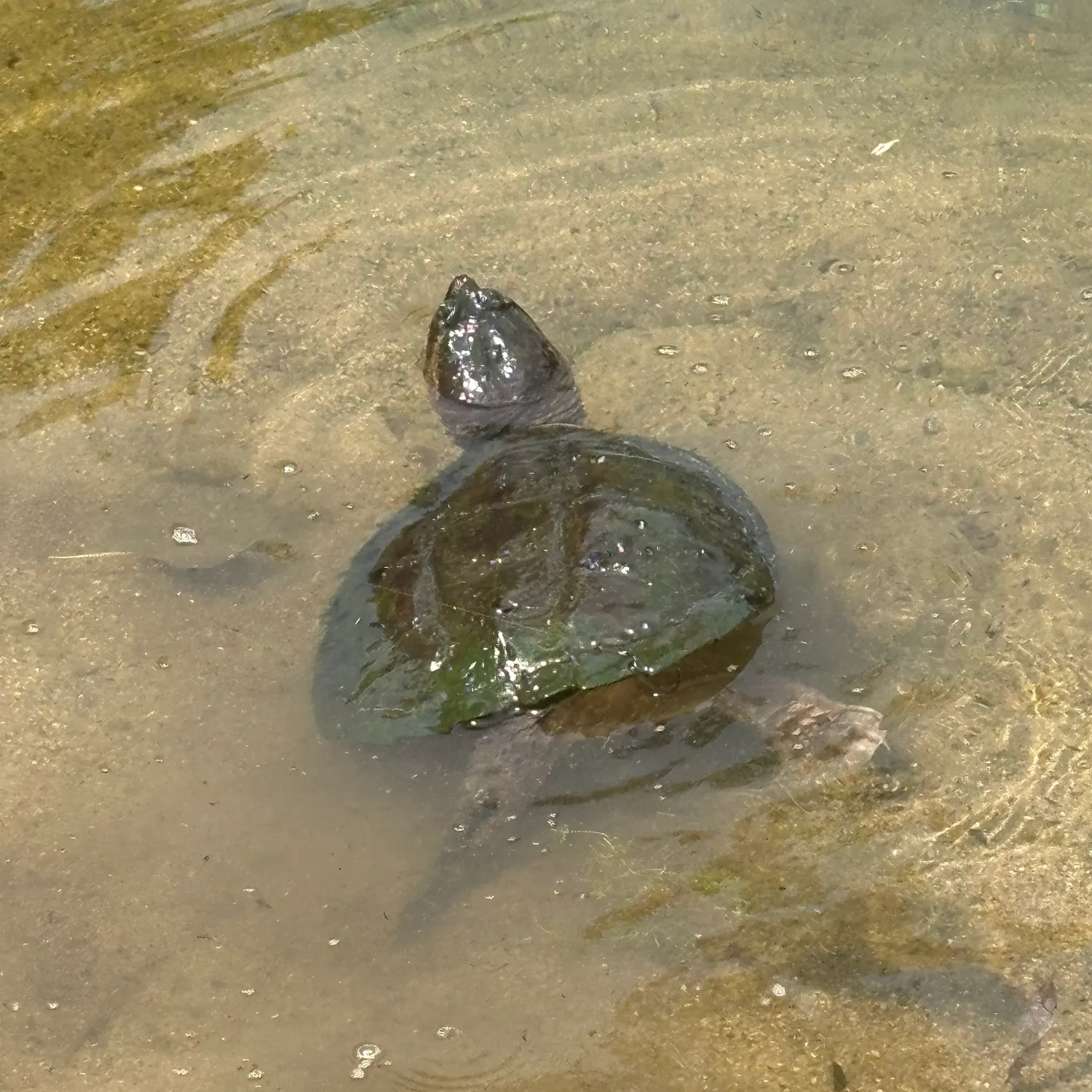 Common snapping turtle caught on Fishbrain
