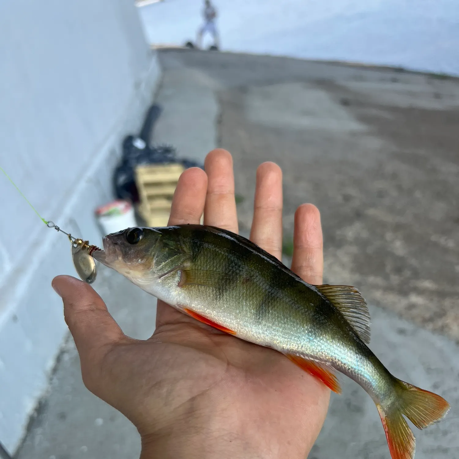 European perch caught on Fishbrain