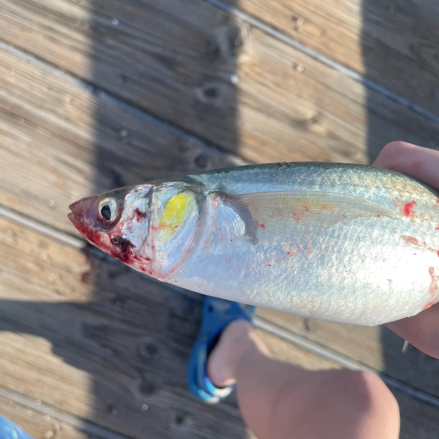 The most recent American shad catches on Fishbrain