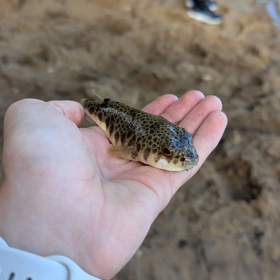 The most recent Smooth toadfish catches on Fishbrain