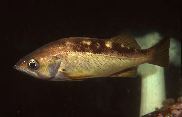 Yellowtail rockfish