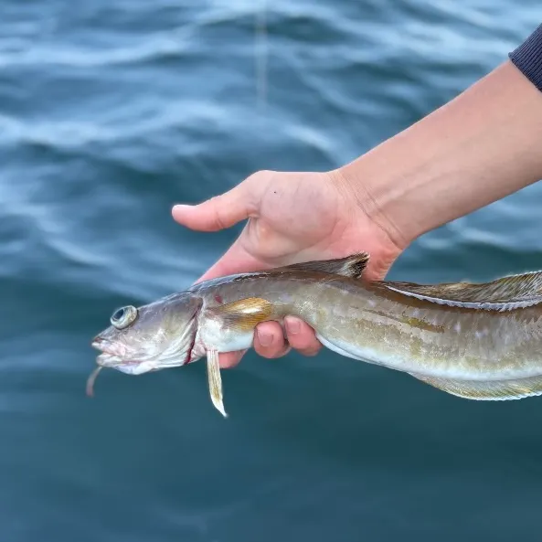 The most recent Common ling catches on Fishbrain