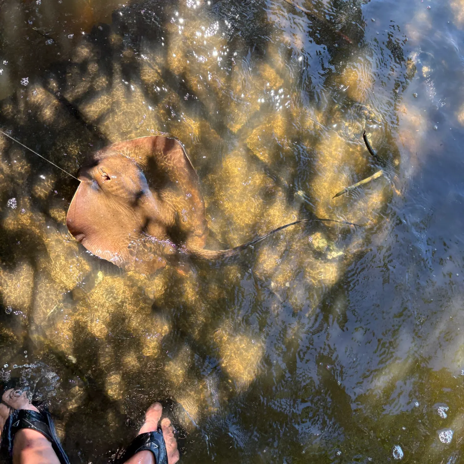 Southern stingray caught on Fishbrain