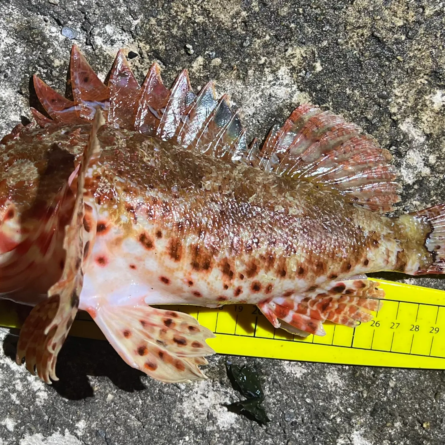 The most recent Eastern red scorpionfish catches on Fishbrain