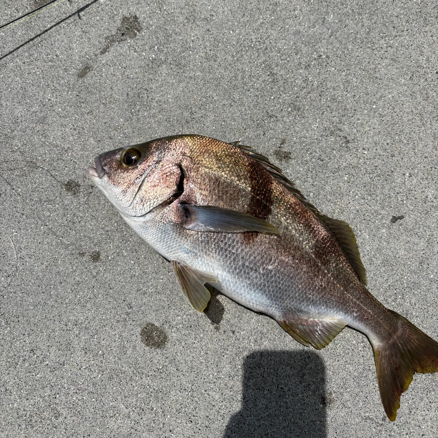 Sargo caught on Fishbrain