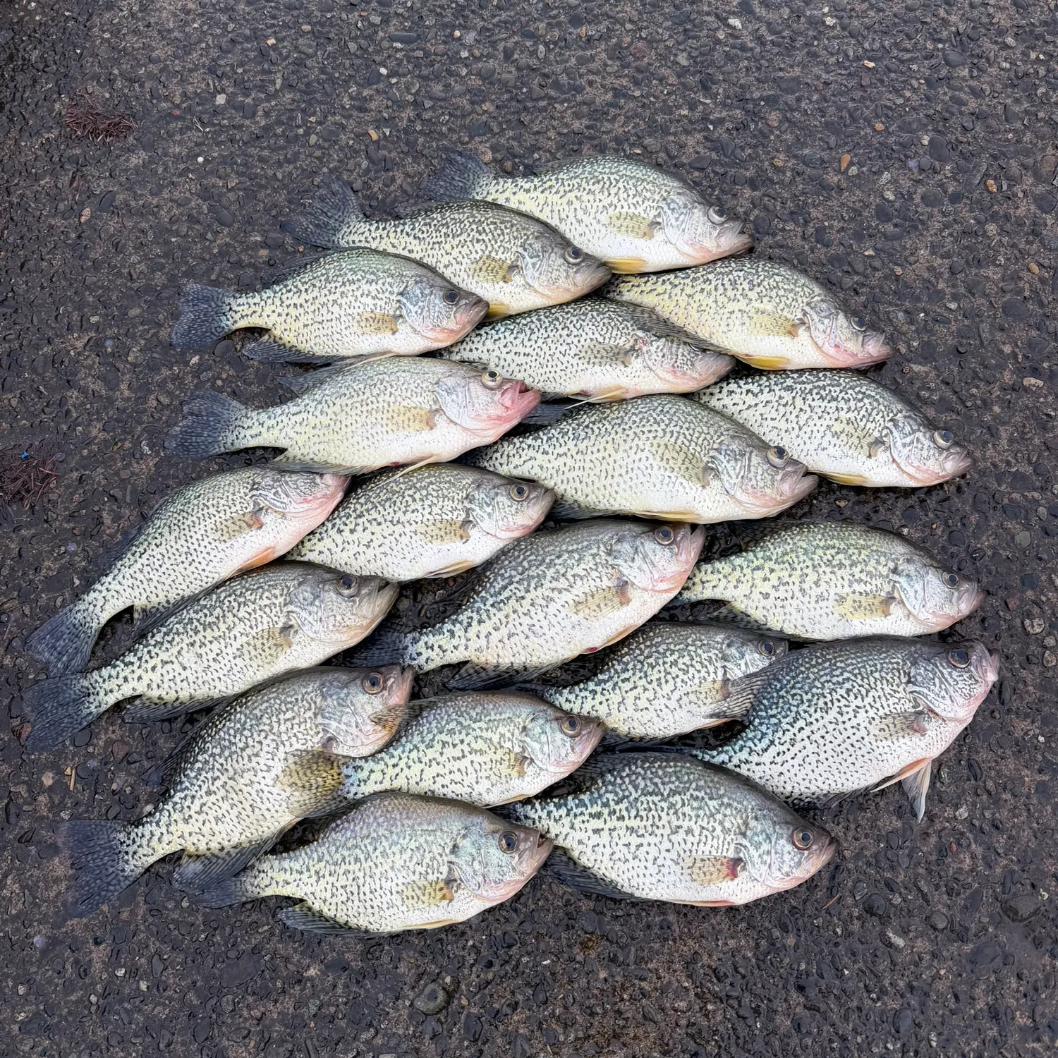 recently logged catches