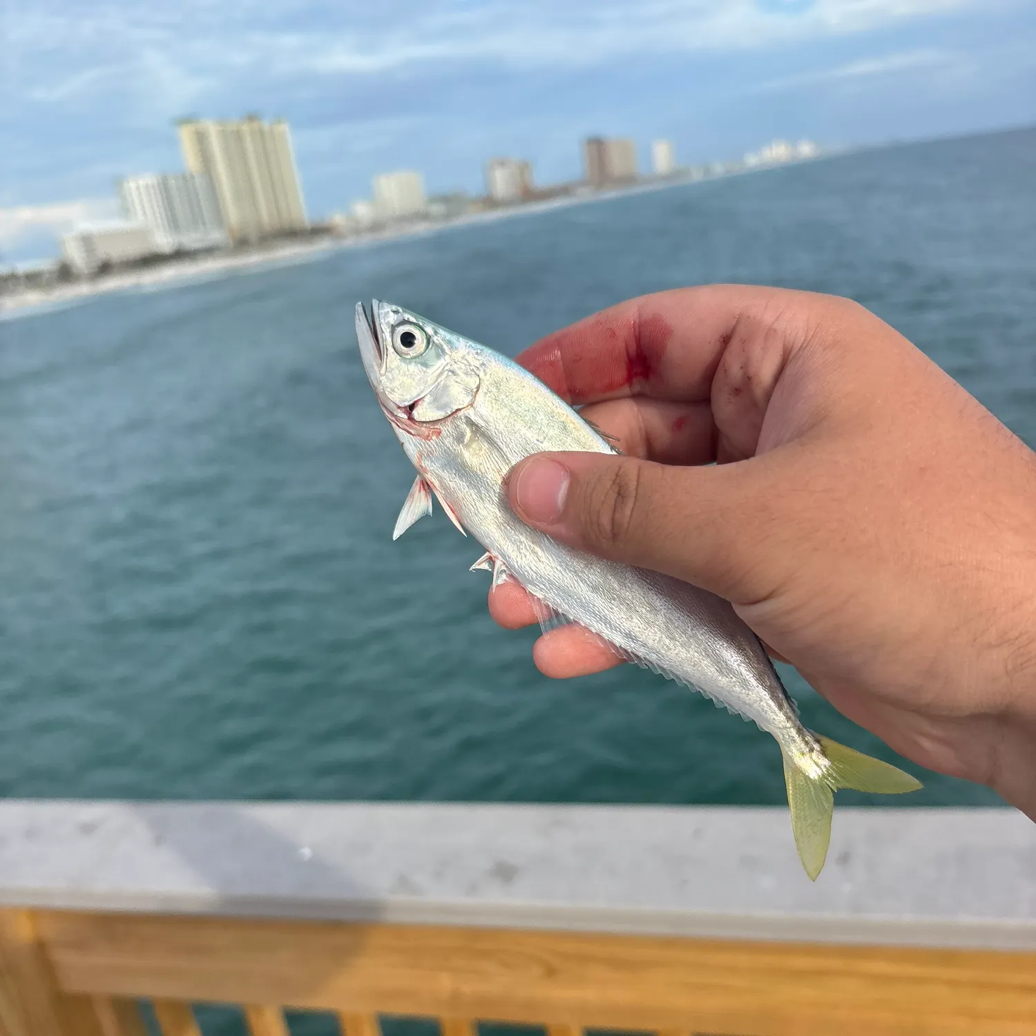 Leatherjack caught on Fishbrain