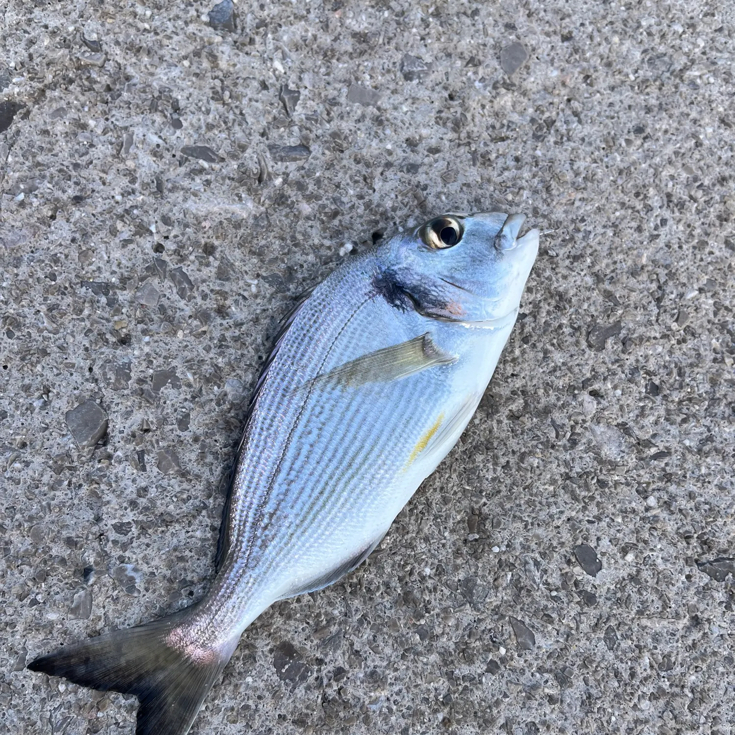 Gilthead seabream caught on Fishbrain