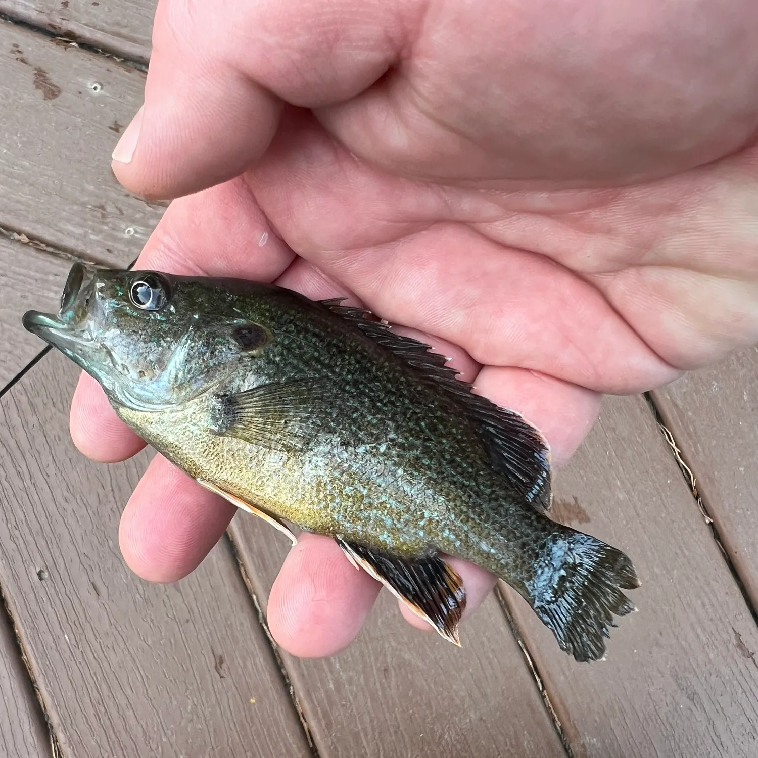 Greengill hybrid caught on Fishbrain