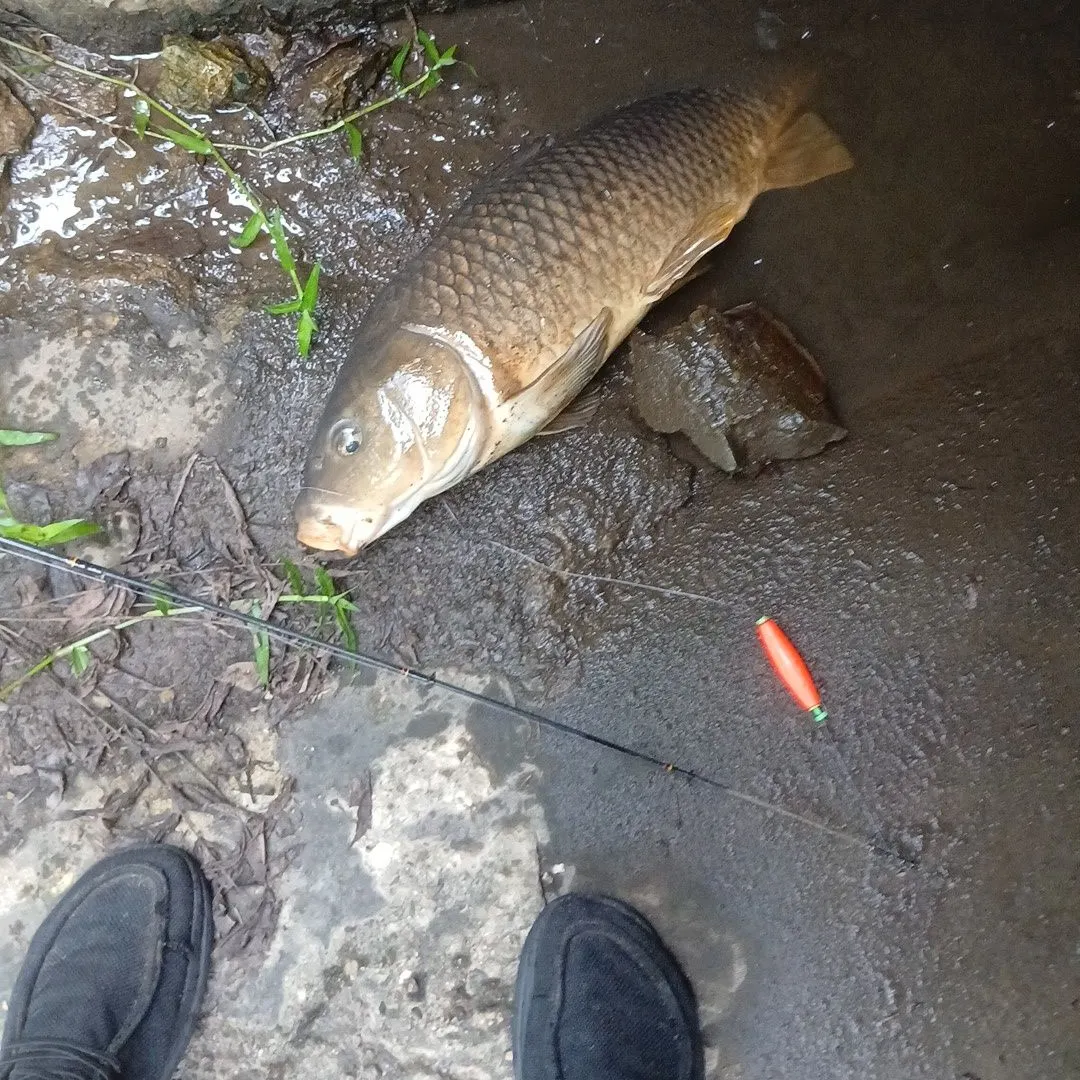 Common carp caught on Fishbrain