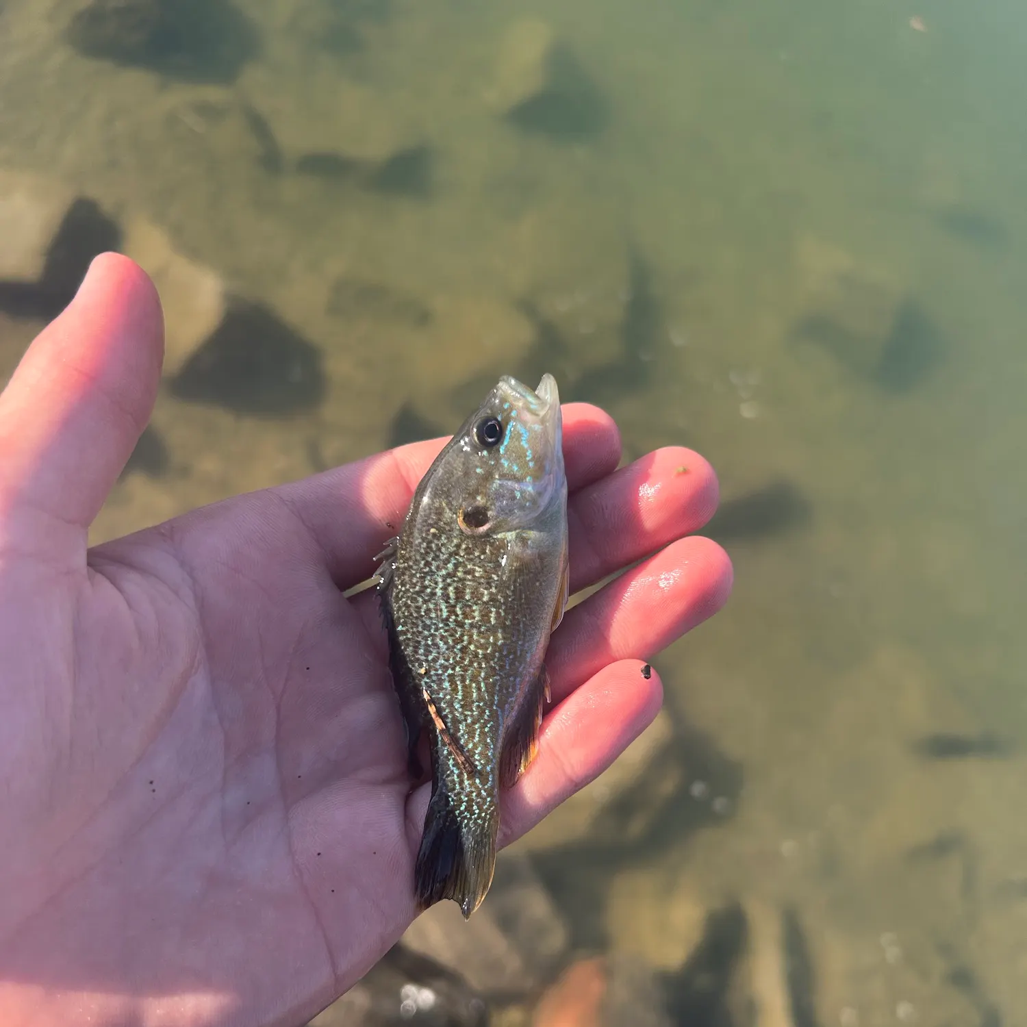 Green sunfish caught on Fishbrain