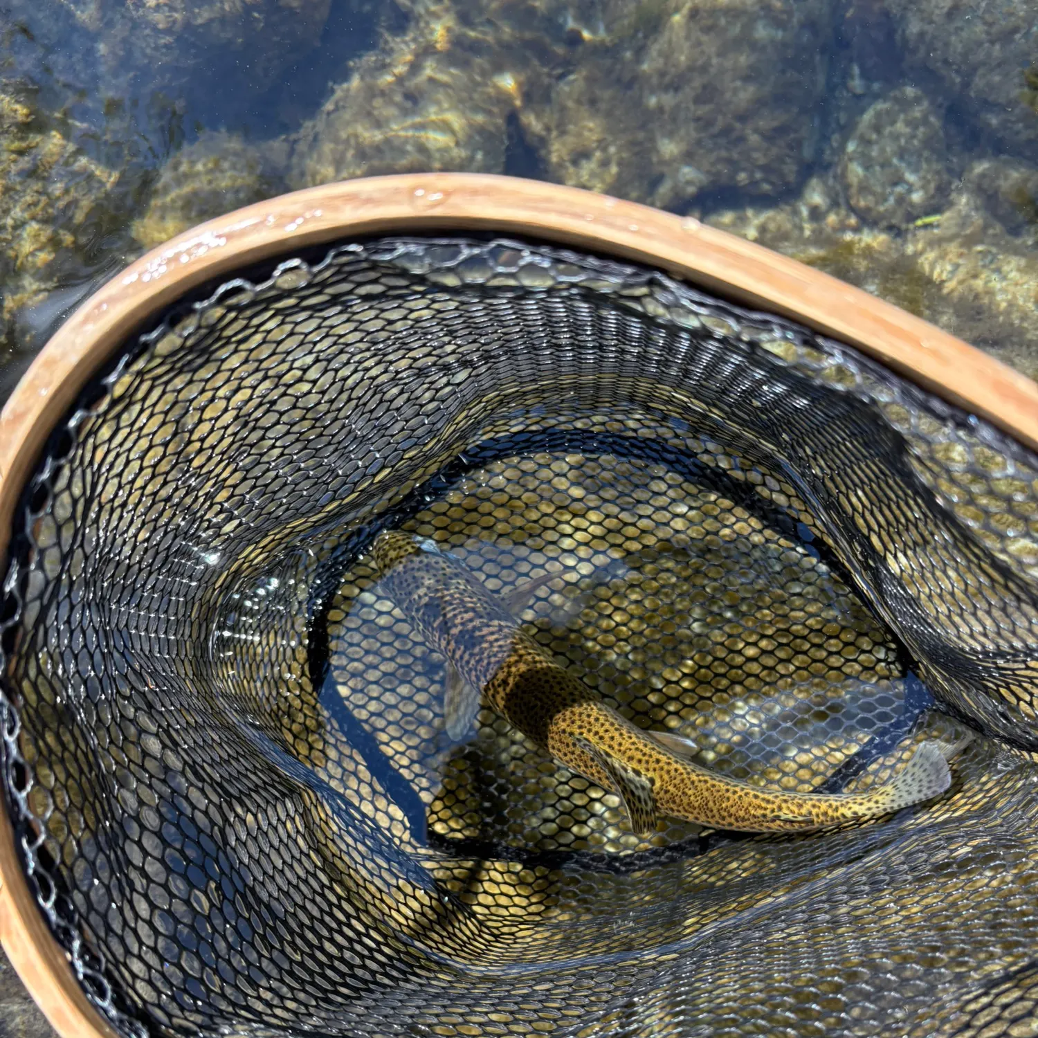 Rainbow trout caught on Fishbrain