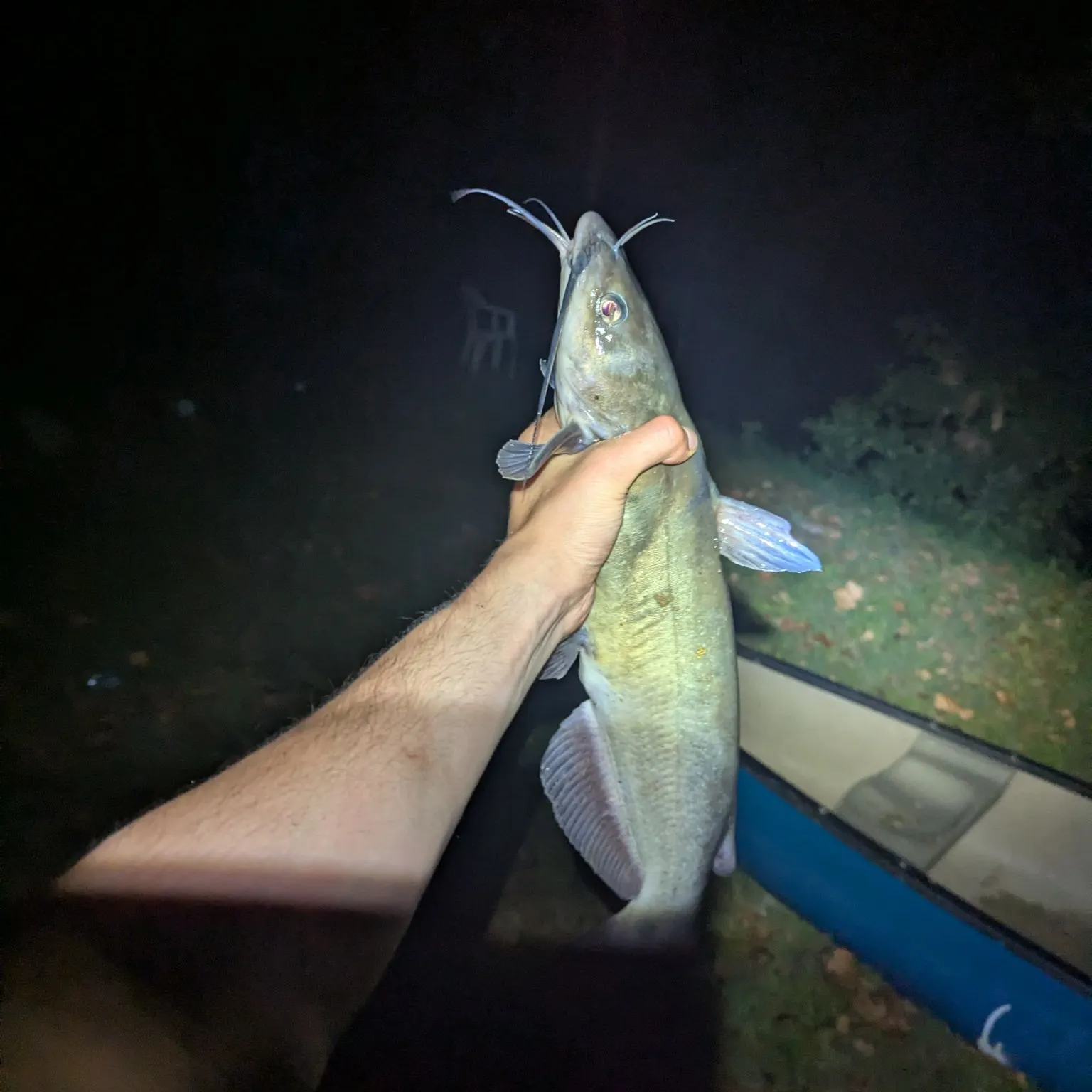 Channel catfish caught on Fishbrain