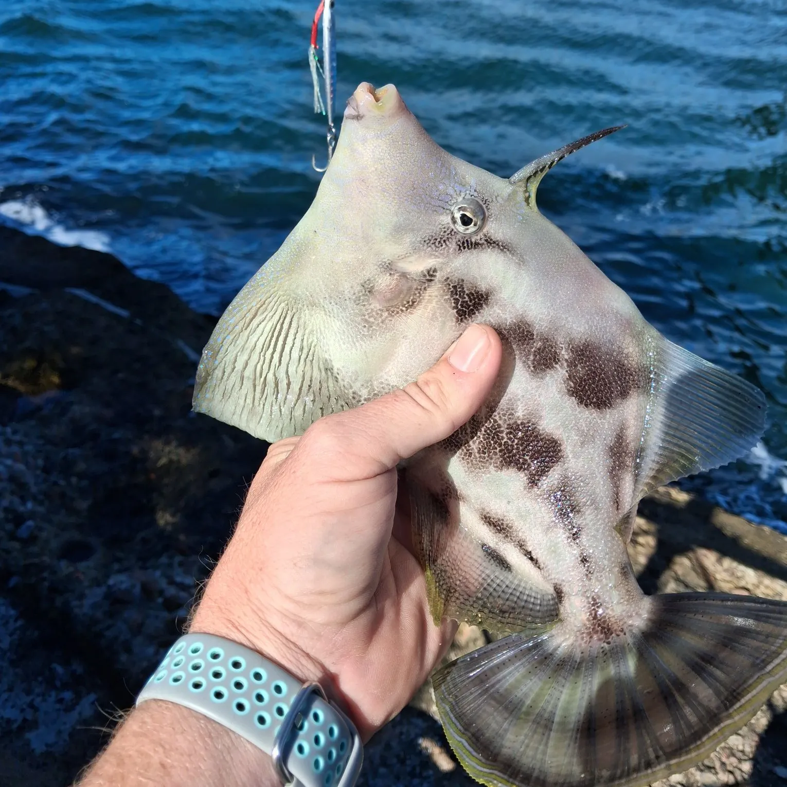 The most recent Fan-bellied leatherjacket catches on Fishbrain