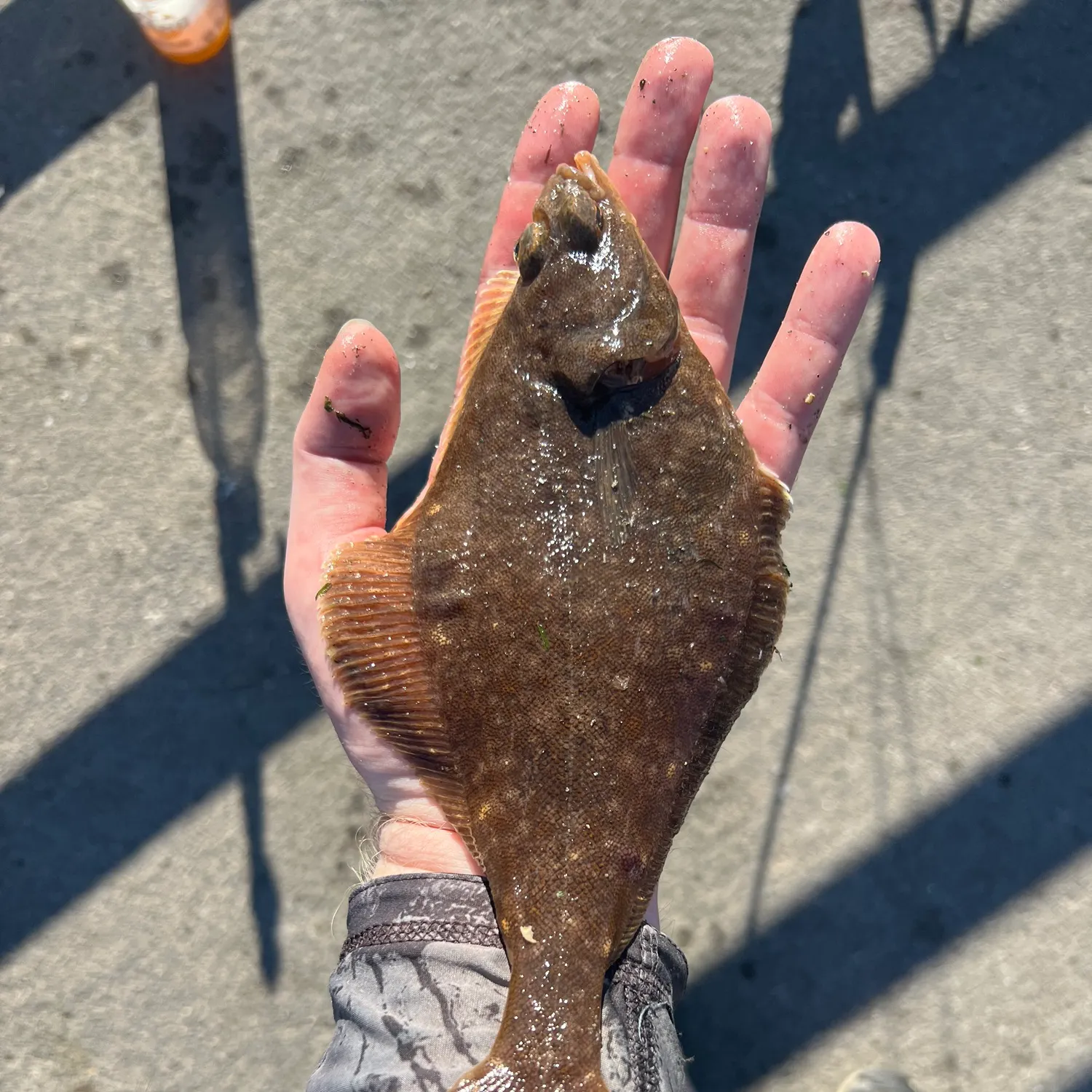 The most recent English sole catches on Fishbrain