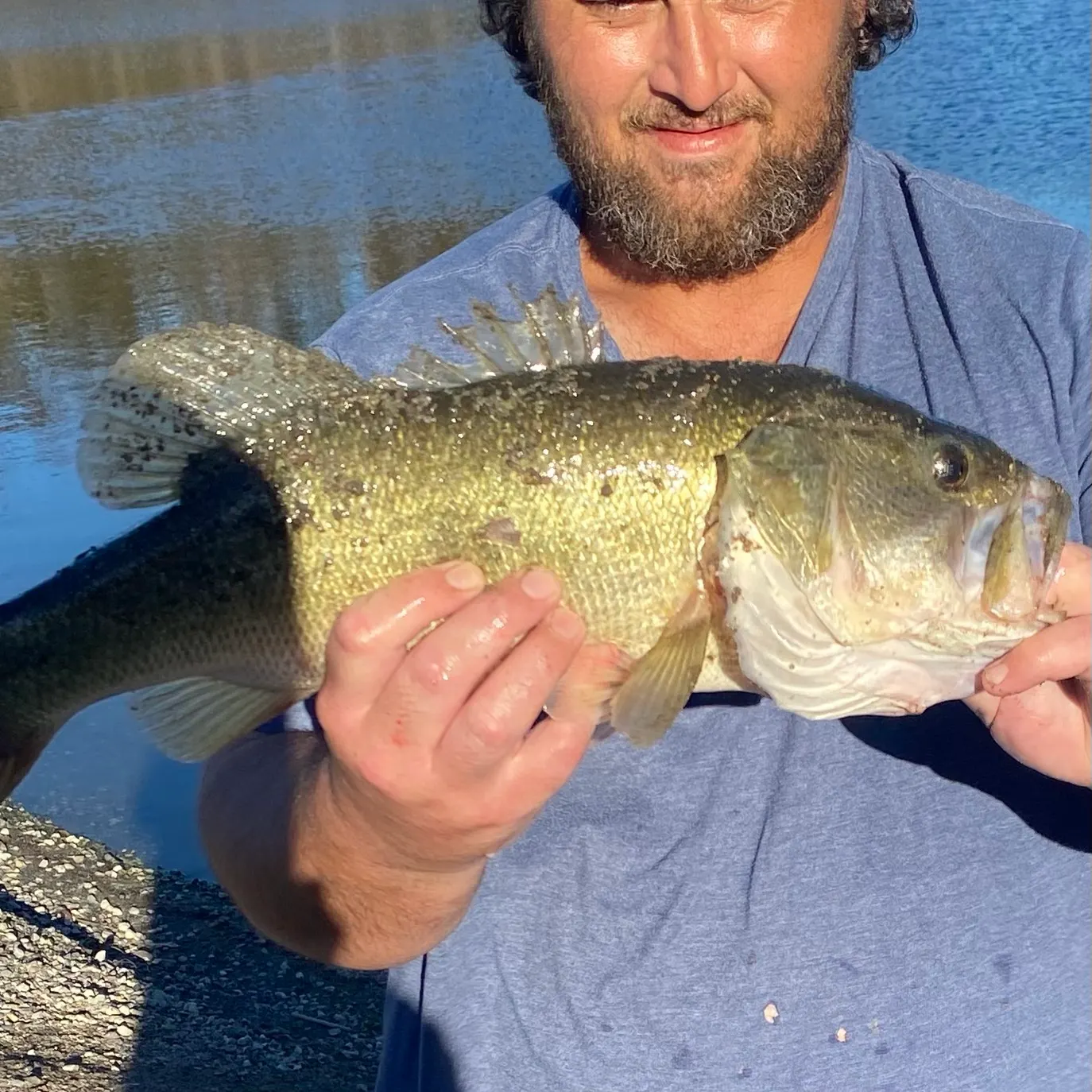 Largemouth bass caught on Fishbrain