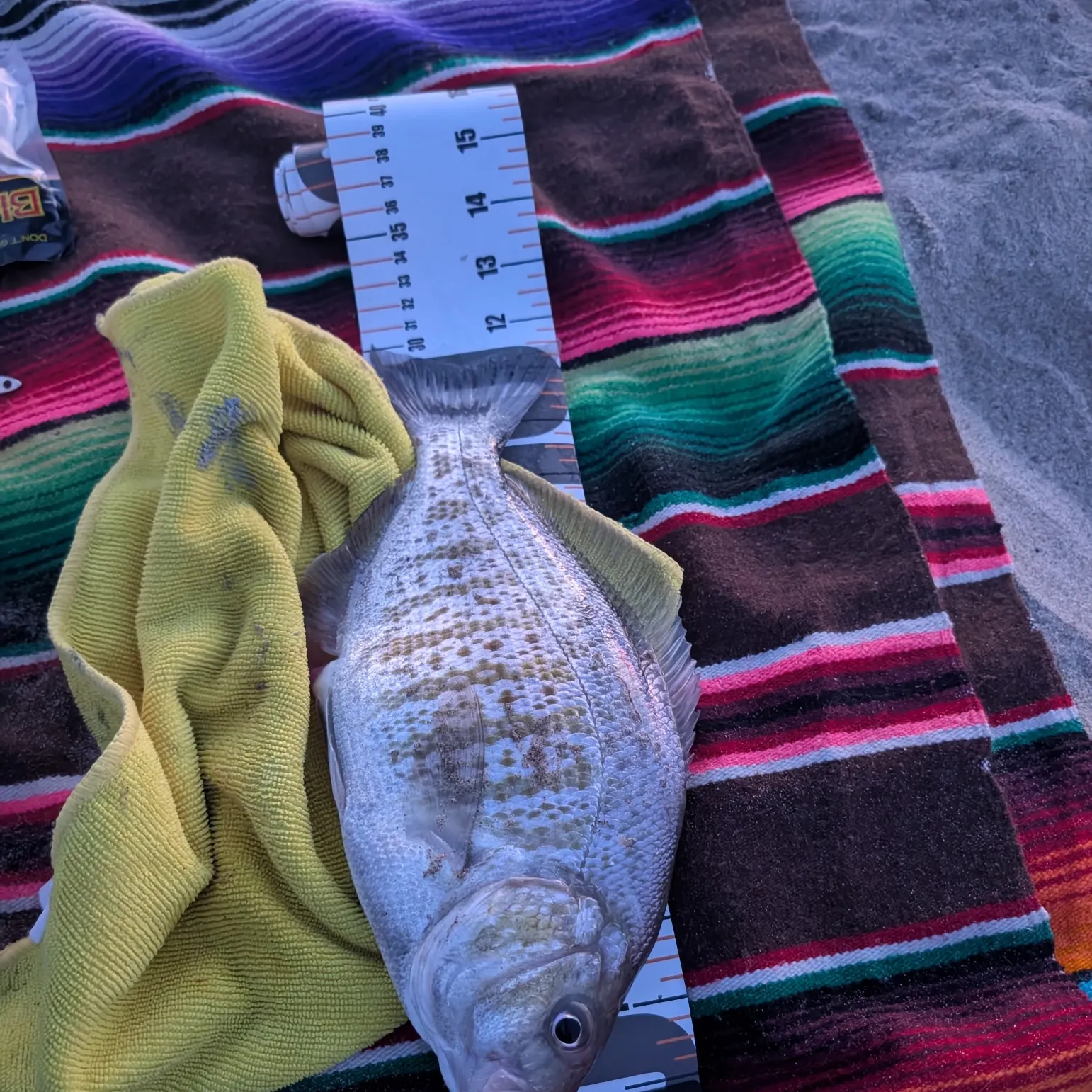 The most recent Barred surfperch catches on Fishbrain