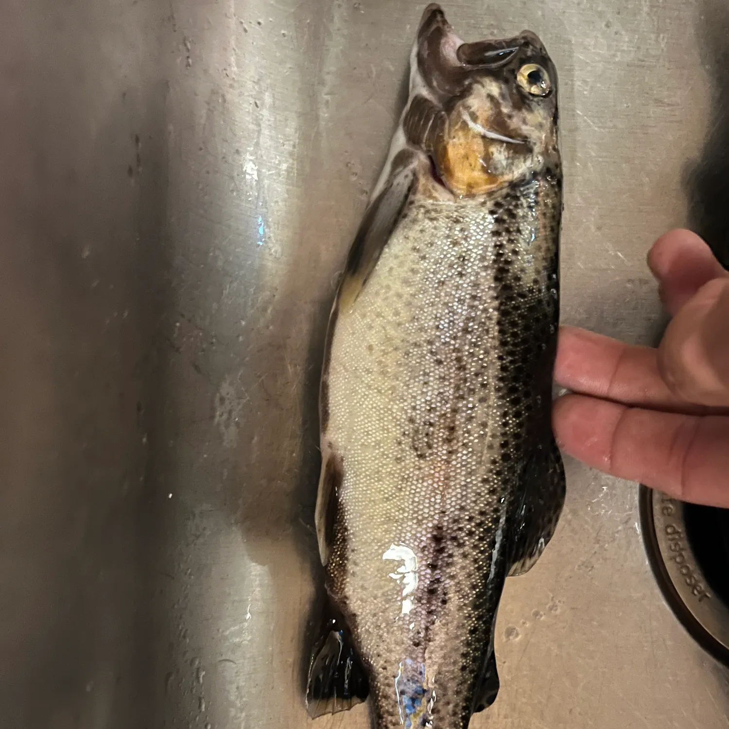 Rainbow trout caught on Fishbrain