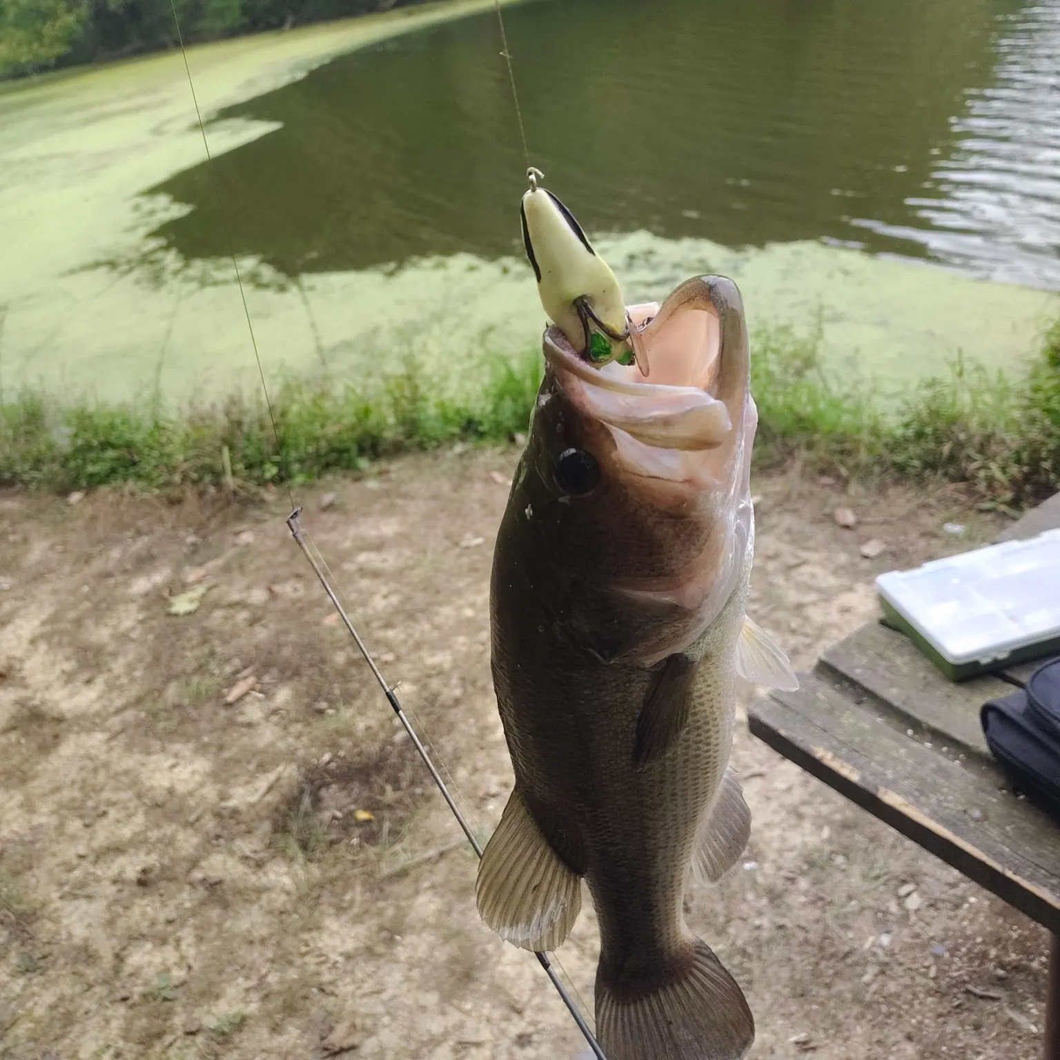 Largemouth bass caught on Fishbrain