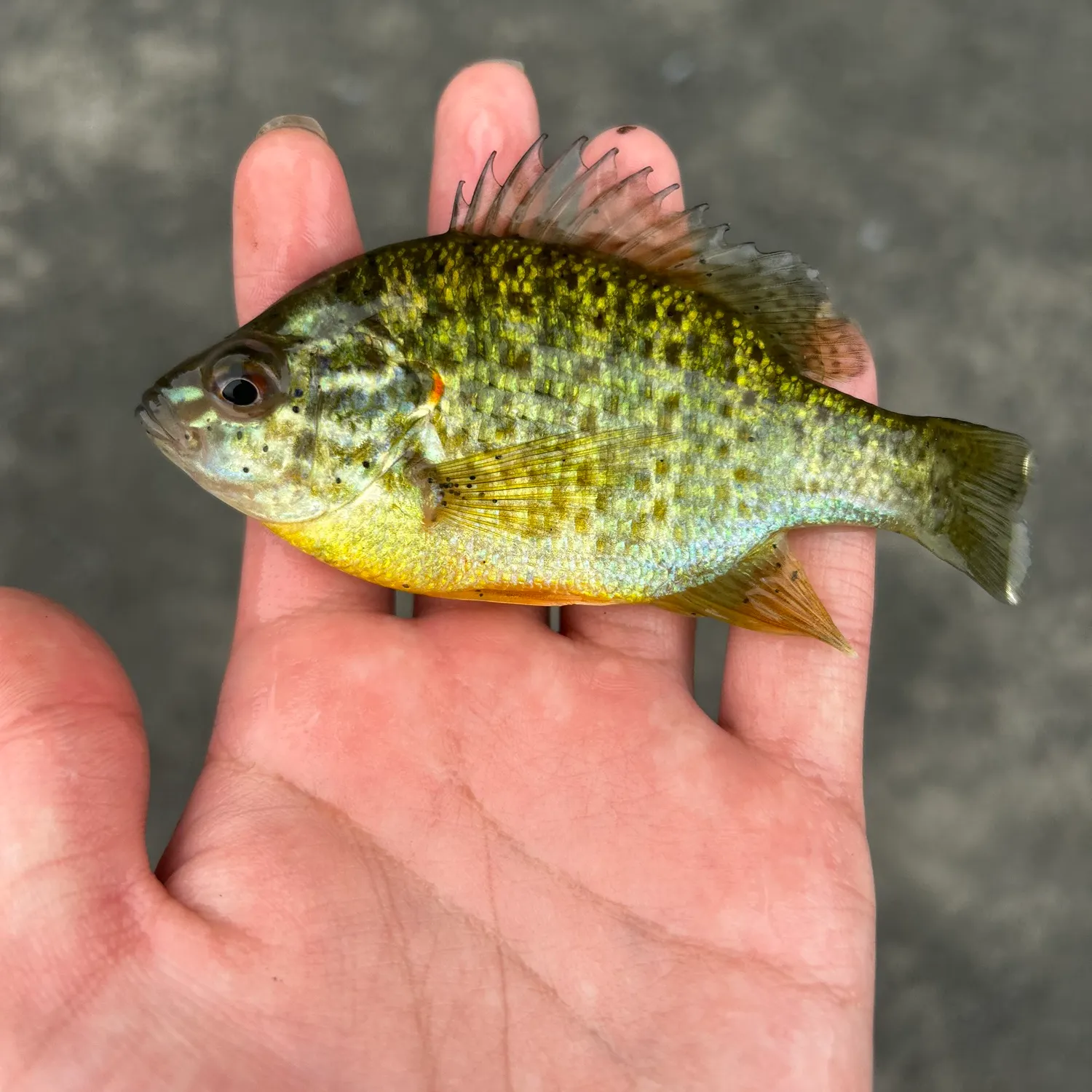 Pumpkinseed caught on Fishbrain