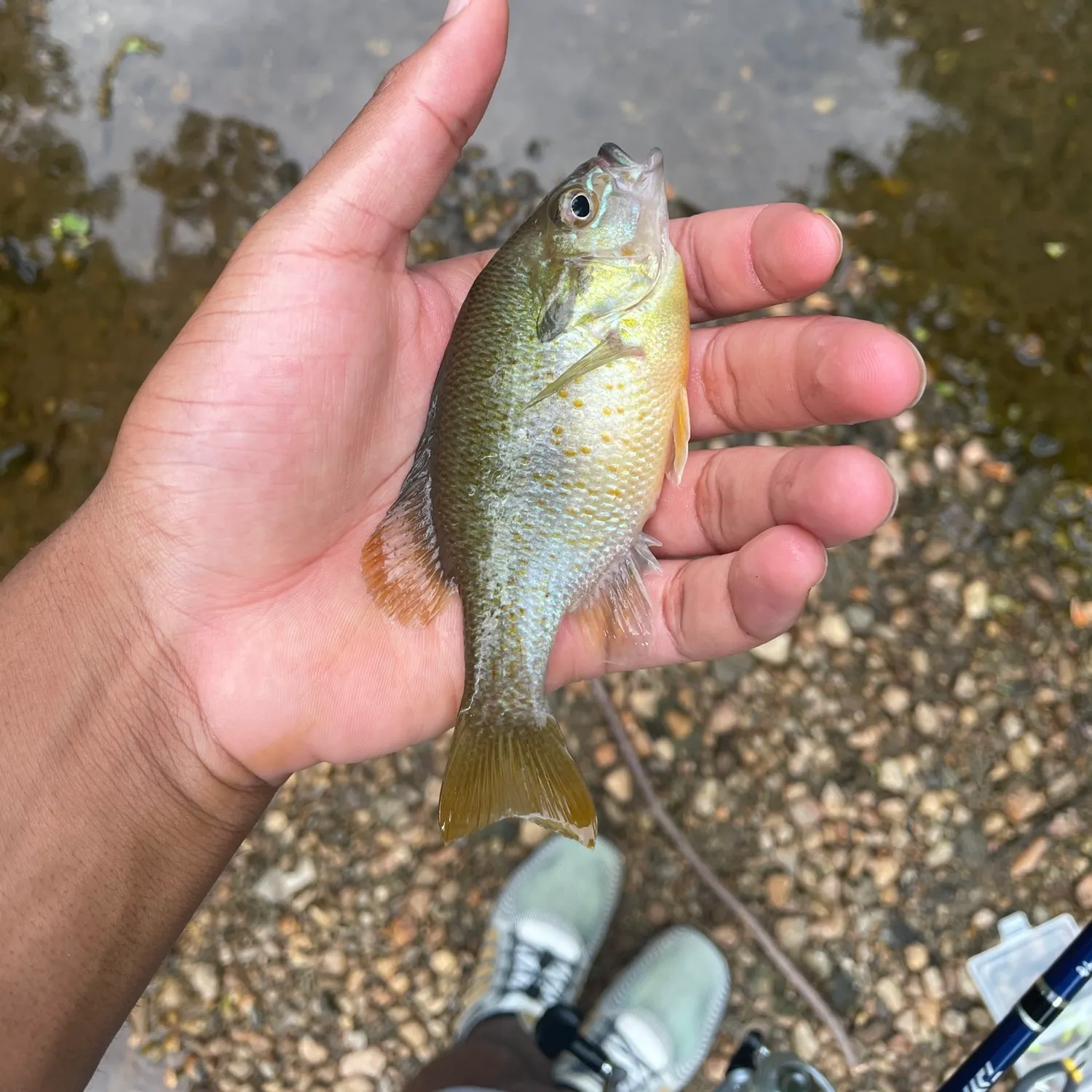 The most recent Redbreast sunfish catches on Fishbrain
