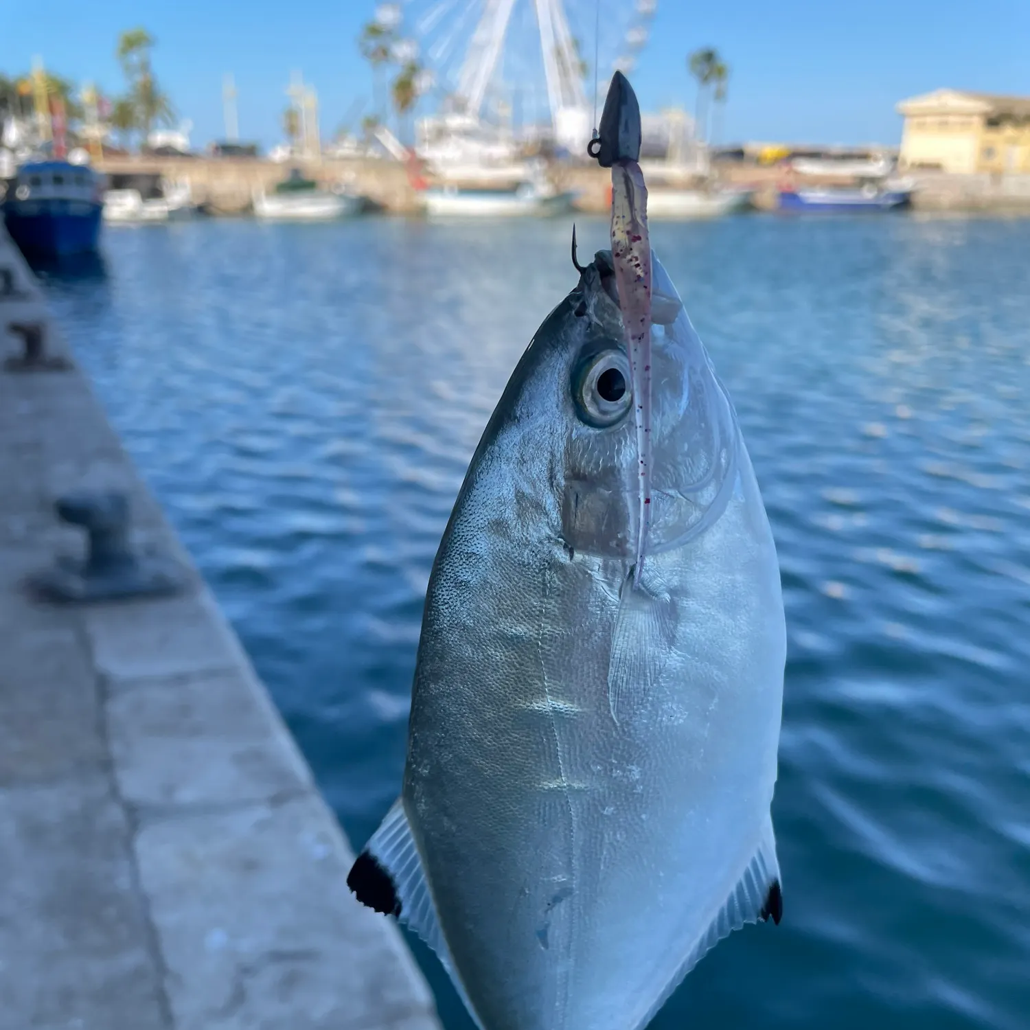 The most recent Derbio pompano catches on Fishbrain