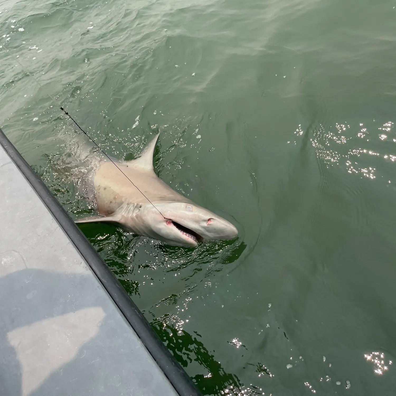 The most recent Sandbar shark catches on Fishbrain