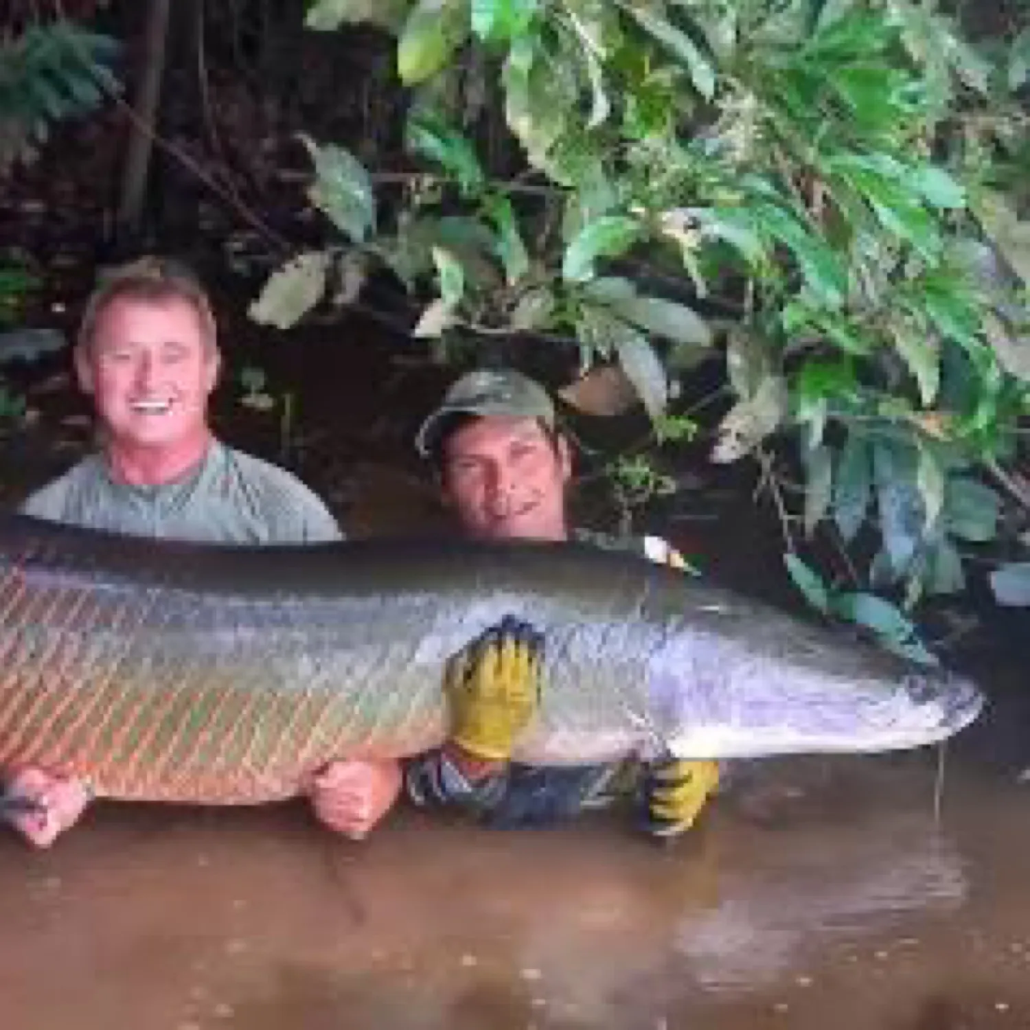 The most recent Arapaima catches on Fishbrain