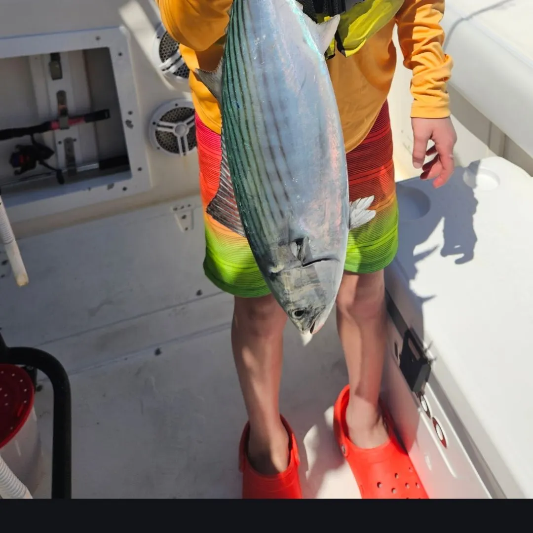 The most recent Atlantic bonito catches on Fishbrain